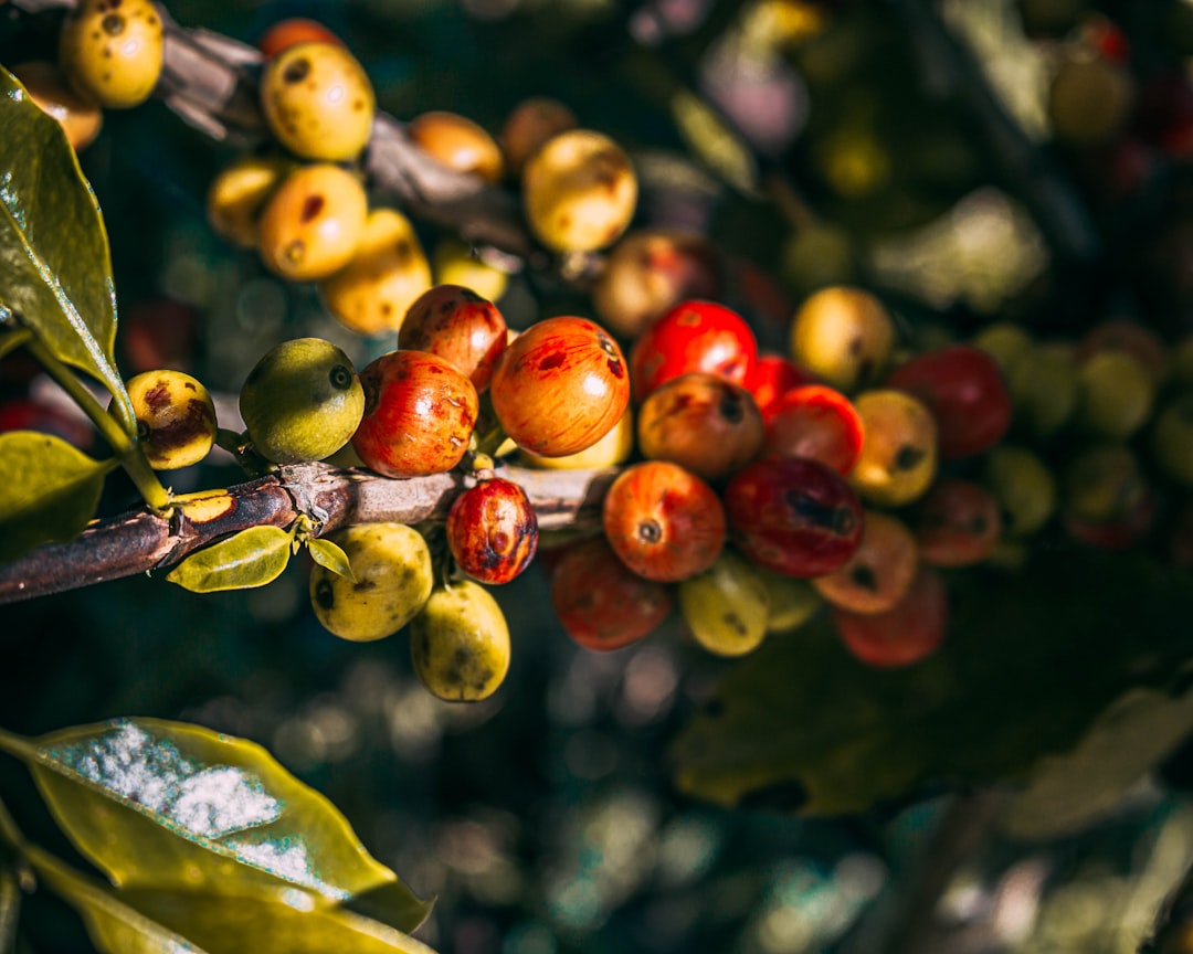 red-and-brown-round-fruits-cwqjcs5hquy
